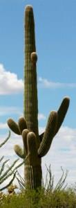 Saguaro Cactus Saguaro Cactus